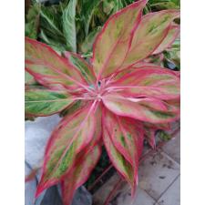 Aglaonema T17 Aurora Orange