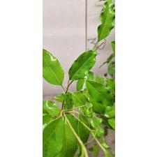 Ficus benjamina ‘Yellow Gold (L)