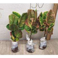 Codiaeum A32 Ngarm cha roen