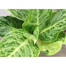 Аглаонема Серебряная Роза (Черная) / Aglaonema Silver Rose (black) A-73