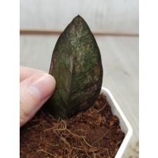 Zamioculcas zamiifolia black variegated (1 leaves) НОМЕР 8