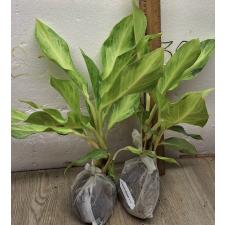 Аглаонема Сириканчана. / Aglaonema Sirikanchana A-119