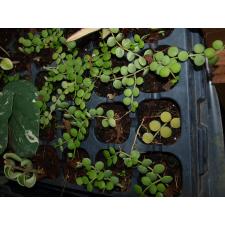 Dischidia nummularioides(flat leaf)