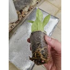 Zamioculcas zamiifolia variegated (big leaf)(yellow var) стакан 1 лист