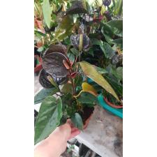 Anthurium 'black Love' 12 cm pot  17,11