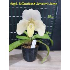 Папхиопедилум беллатулум × «Сорсерерс Стоун» / Paph. bellatulum x Sorcerer's Stone