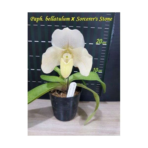 Папхиопедилум беллатулум × «Сорсерерс Стоун» / Paph. bellatulum x Sorcerer's Stone