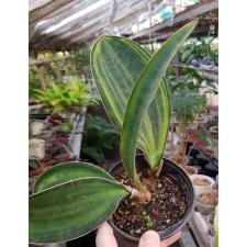 Sansevieria masoniana variegata (T05)(USA clone) 4 листа