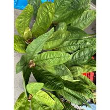 Anthurium superbum