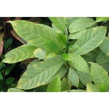 Tabernaemontana (T05) Golden variegated