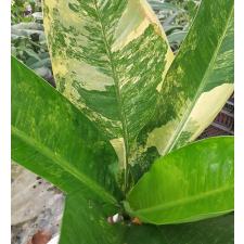 Dieffenbachia Hongsaa variegated