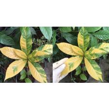 густавия изящнейшая (желтая варегатность) / Gustavia gracillima (yellow variegated) 271/1