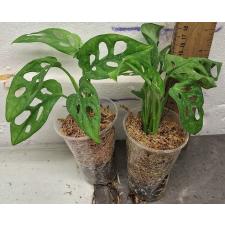 Монстера адансонии / Monstera adansonii (S)