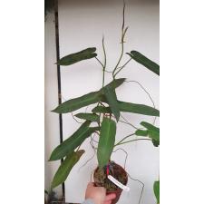 Philodendron sp.(T26) 572