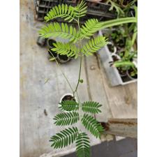plant seedling SP