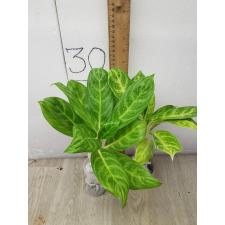 Aglaonema Gold spoon A-105