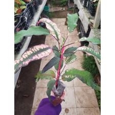 Codiaeum (T08) Chao Loke 70