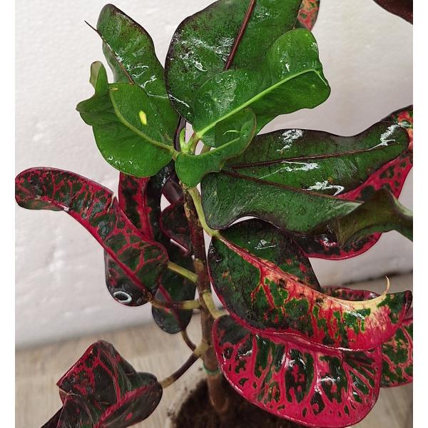 Кодиеум Кун Чанг Линг. / Codiaeum Khun Chang Kin Leang