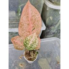 Aglaonema sp. Sapmongkon orange стакан Д 1100р