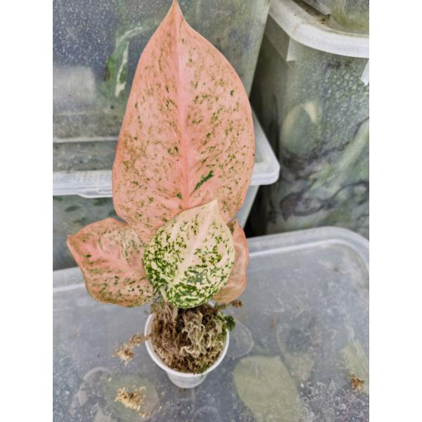 Aglaonema sp. Sapmongkon orange стакан Д 1100р