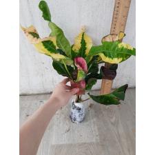 Codiaeum A1 Pud chom poo