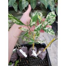 Tabernaemontana divaricata 'Green Spot' 281