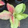 Aglaonema Siam diamond