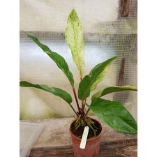 Anthurium variegated sp 3