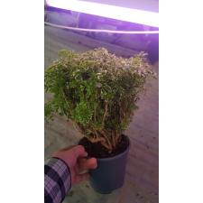 Polyscias Hawaiiana Ming Gold Bonsai14 cm pot 22,09