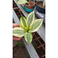 Sansevieria golden hahnii pot