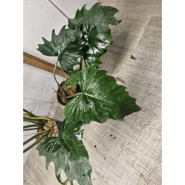 Philodendron Shangri La