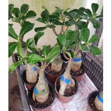 Adenium sp 8896