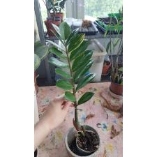 Zamioculcas zamifolia variegated (short leaf) 950р