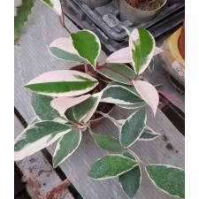 hoya carnosa albomarginata 12 cm pot