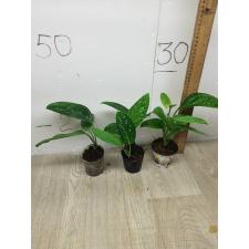 Monstera karstenianum pot