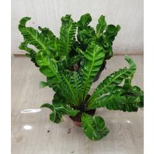 Asplenium Cobra pot L 1800p