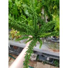 Nephrolepis exaltata cv. Wagneri (small leaf) 197