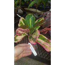 Codiaeum Siam Red 333