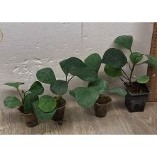 Ficus deltoidea (S)