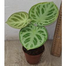 антуриум кристаллический сильвер блаш / anthurium crystallinum silver blush