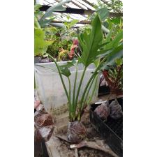 Philodendron pinnatifidum (L) 223