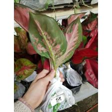 Aglaonema T2 ( L) Suksom Jaipong