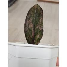 Zamioculcas zamiifolia black variegated (1 leaves) НОМЕР 12