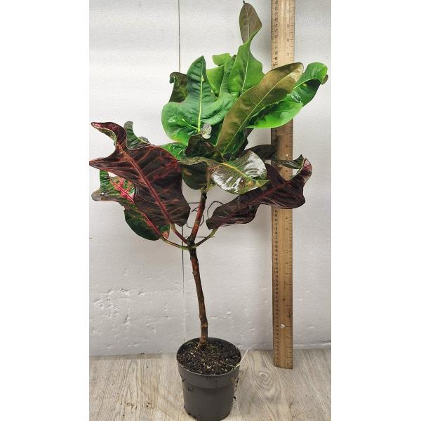 Codiaeum Matchawan 43 (L)