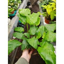 Calathea Network 14 cm pot