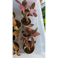 Ludochilus Dominyi 6 cm pot