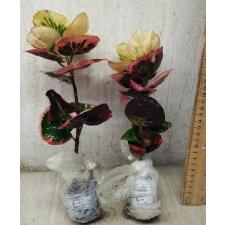 Codiaeum B-11 Rose