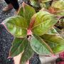 Aglaonema Lipstick