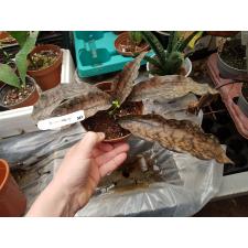 Sansevieria kirkii Coppertone (L) 547