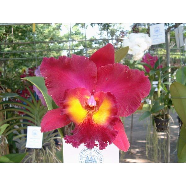 Блк. Чиа Лин × Тубтим Сиам / Blc. Chia Lin x Tubtim Siam